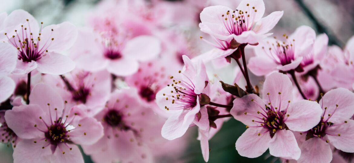 beautiful-blooming-blossom-992734