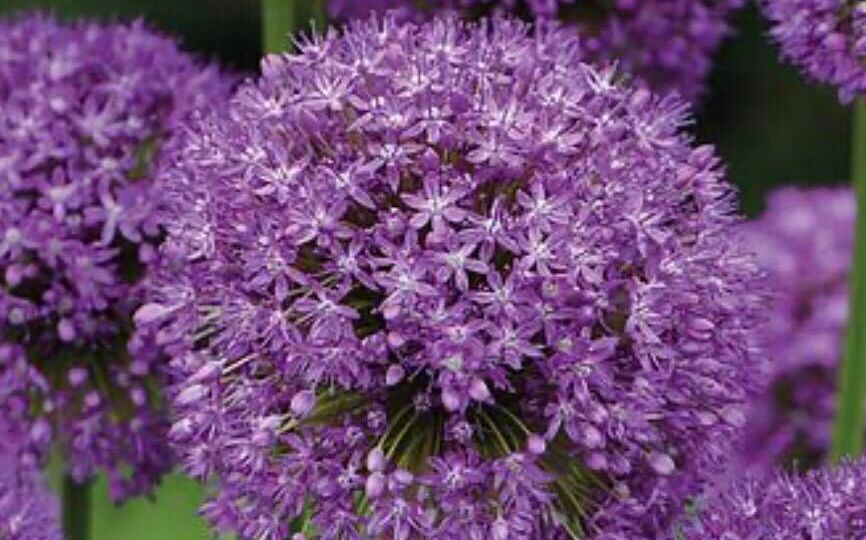 122014448_1049574215464253_7914045526106713258_o